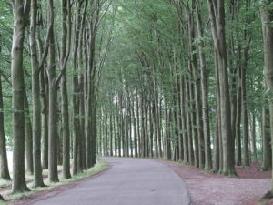 Bomenlaan landgoed Biljoen